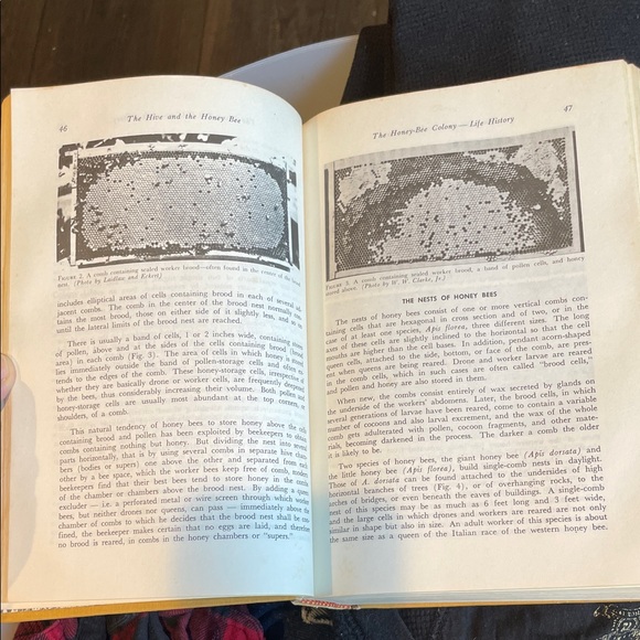 The Hive and the Honeybee published by Dadant 1979. - Picture 4 of 6